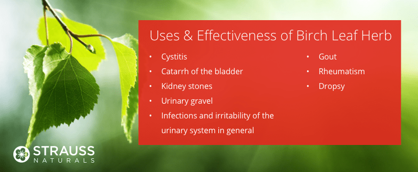 Uses & Effectiveness of Birch Leaf Herb