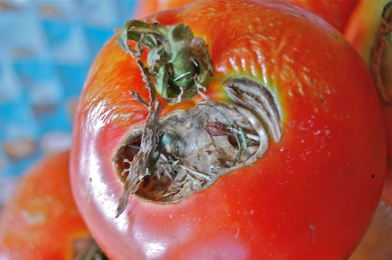 Любят ли томаты. Гнилой помидор. Испорченные помидоры. Тухлые томаты. Тухлый помидор.