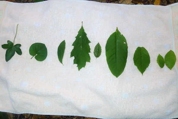 Mehrere grüne Blätter liegen auf weißem Handtuch