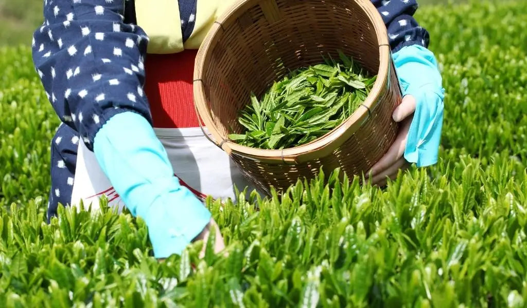cosecha del té en Japón
