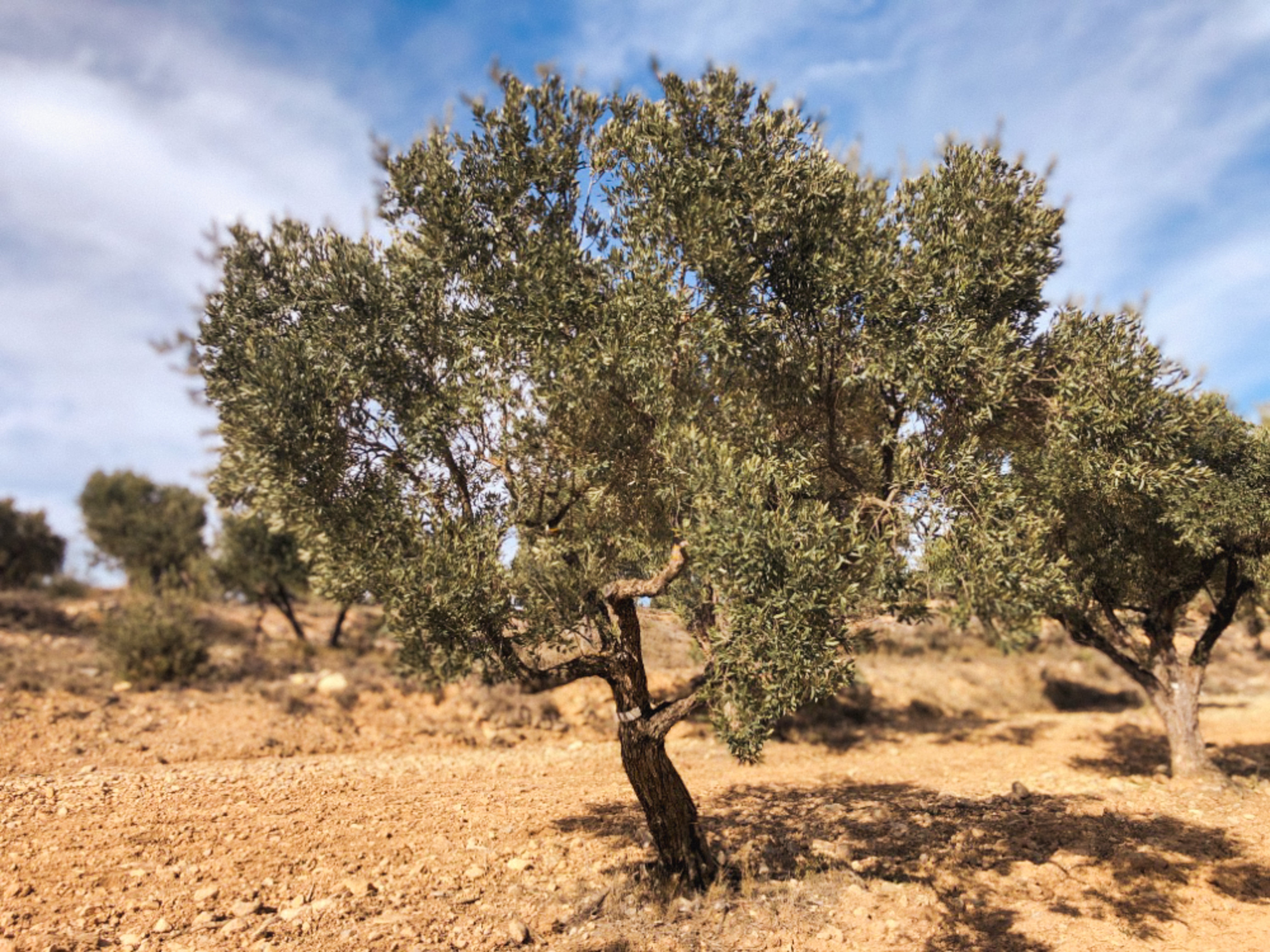 Olivar Cúrate Tree #17110