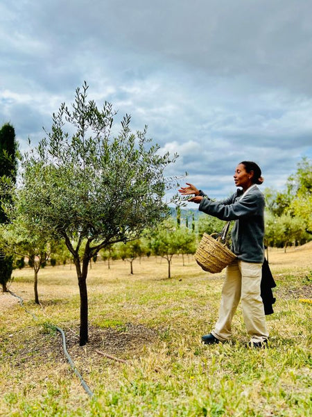 Andalusian Olive Harvest