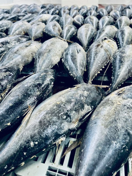 Bluefin Tuna in Andalusia