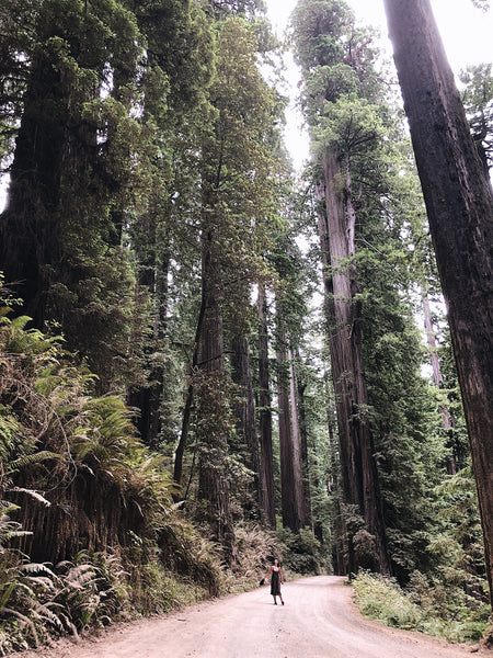 Redwood Trees