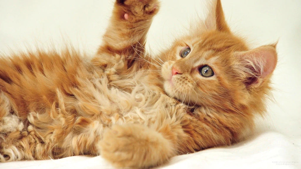 Fans de chats roux ! 12 raisons de les aimer - FELIWAY France