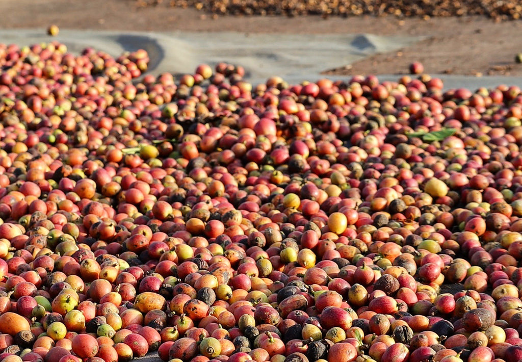 natural processed coffee