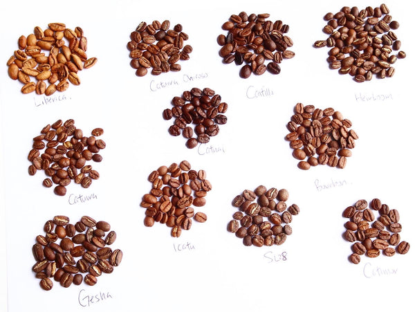 coffee variety