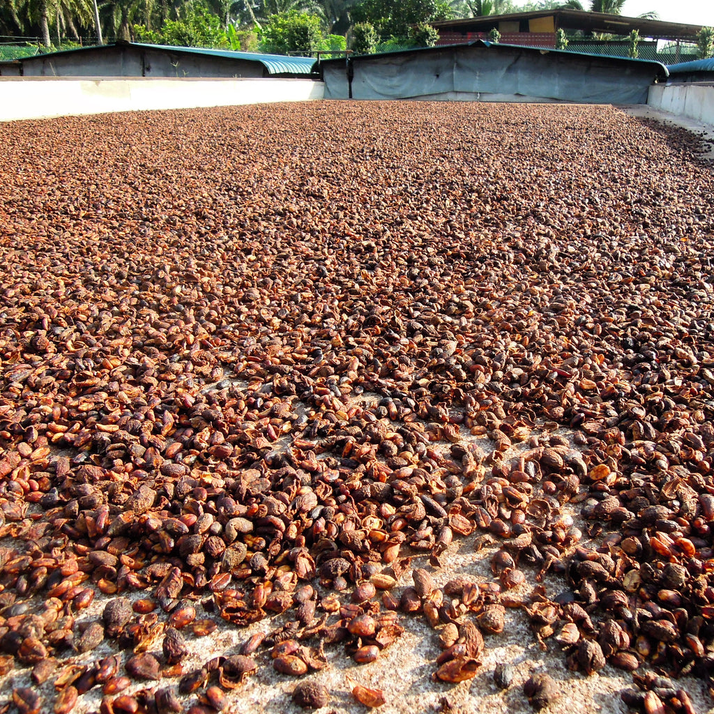 honey processed coffee