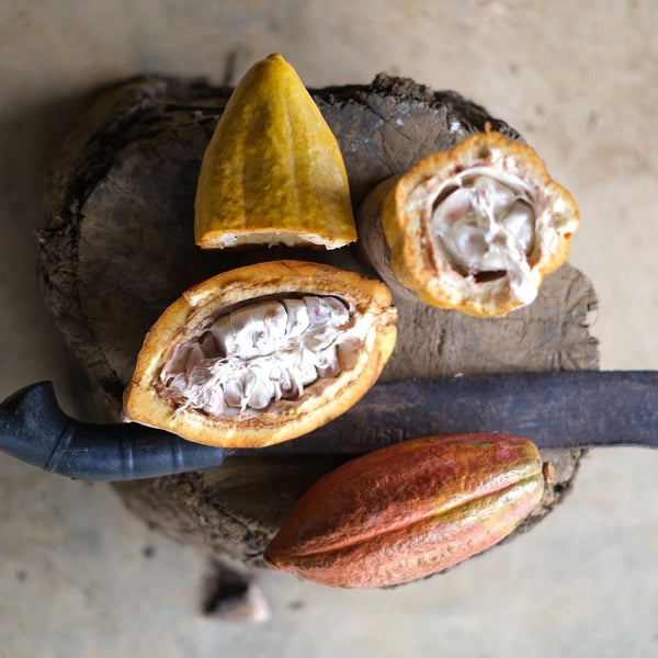 cocoa pods & beans