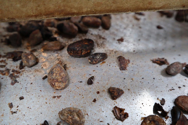 Defect cocoa beans 