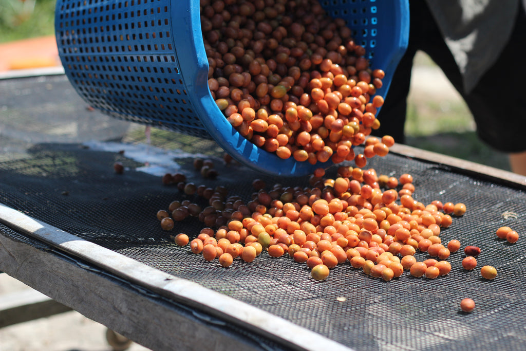 Sun dry on raised bed after anaerobic fermentation