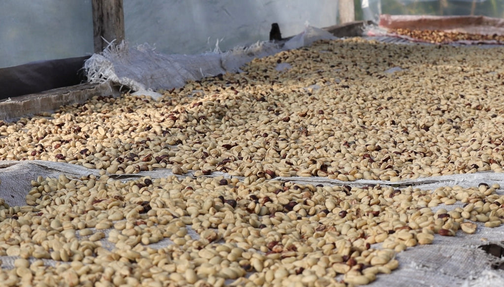 washed drying coffee