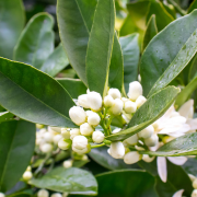 Neroli