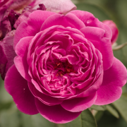 Damask Rose