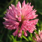 Red Clover Flowers