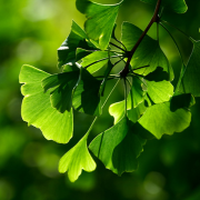 Ginkgo