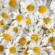 Roman Chamomile