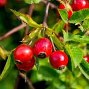 Rosehip Oil