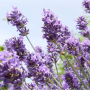 Lavender Spike Oil