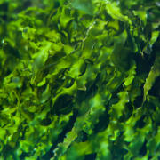 Seaweed