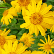 Arnica Oil