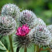 Burdock