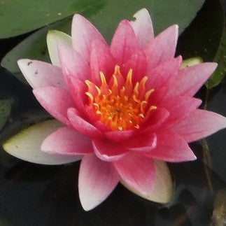 Attraction Water Lily | Available April 2022