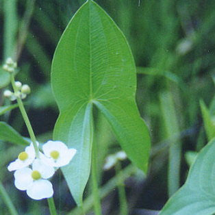 Arrowhead Pond Plant|Duck Potato|Sagittaria latifolia ...