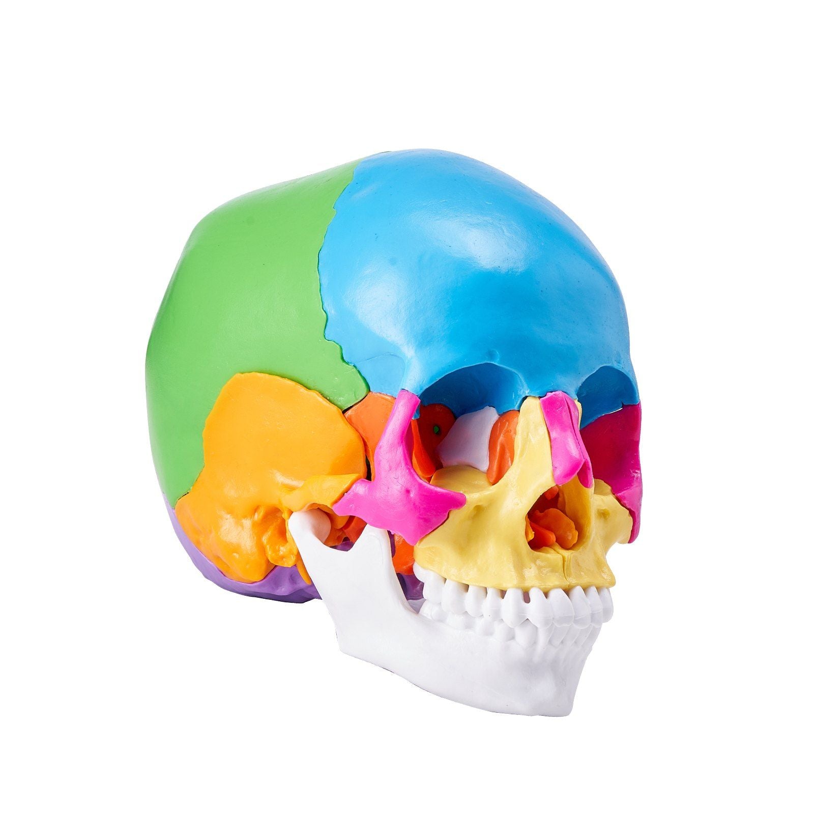 VEVOR 22-Part Human Skull Anatomy Model – Life-Size Painted, Detachable PVC for Learning & Teaching