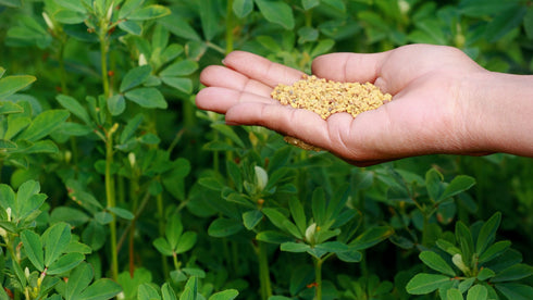 Fenugreek (methi) the ancient Ayurvedic secret to luxurious locks.jpg__PID:a8ff3200-1243-4aac-96f3-5997e40bdda1