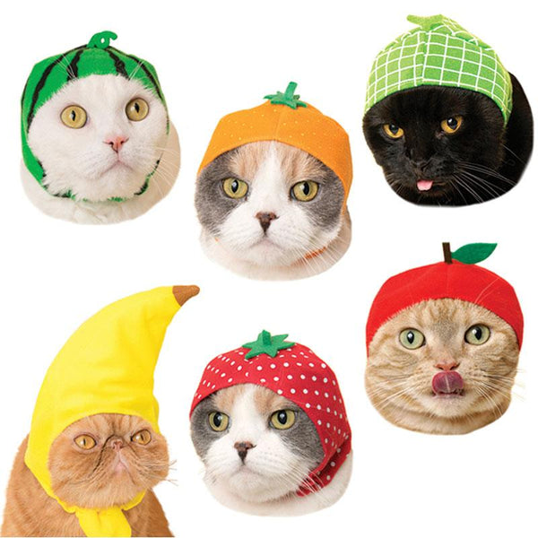 melon hat cat