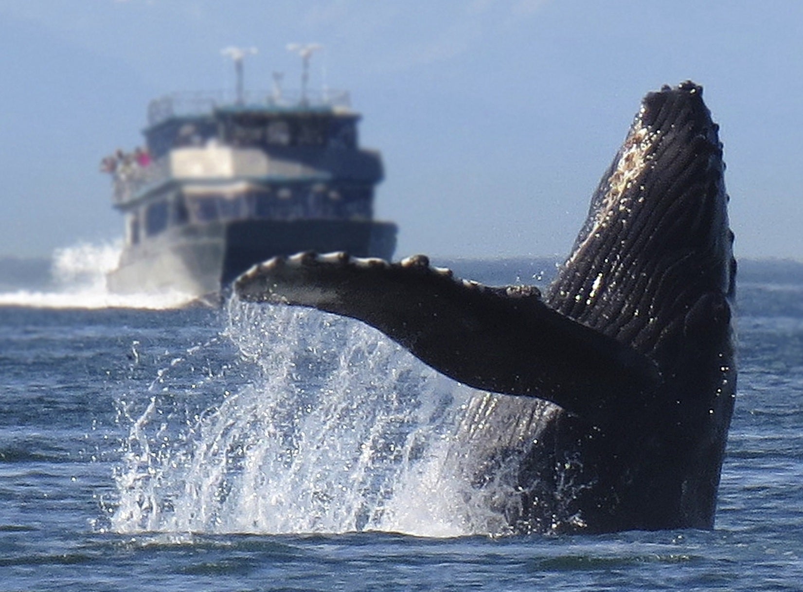 Humpback Whale Image by Alan Bedding from Pixabay