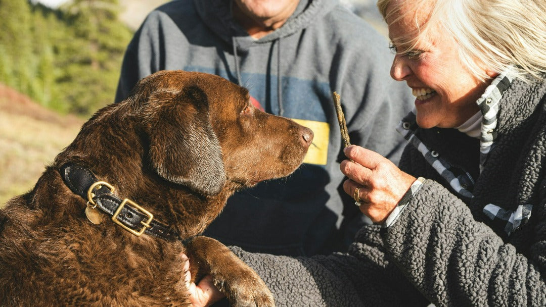 Empowering_Pet_Parents_A_Guide_for_Caring_for_Incontinent_Dogs_ff4d6512-ec7c-4f73-ad3e-43bca4340f63