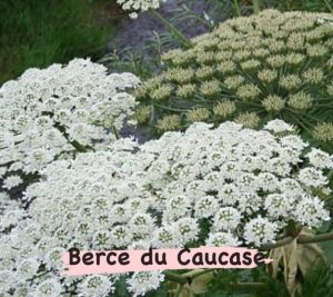 berce de caucase