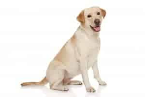 Labrador retriever