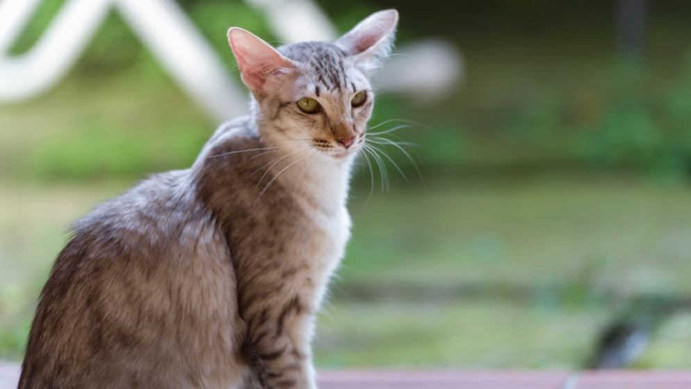 Javanese Katze