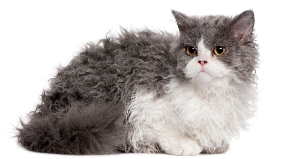 Selkirk Rex