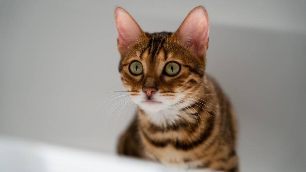 Toyger