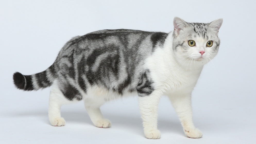 American Shorthair