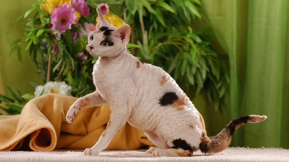 Cornish Rex