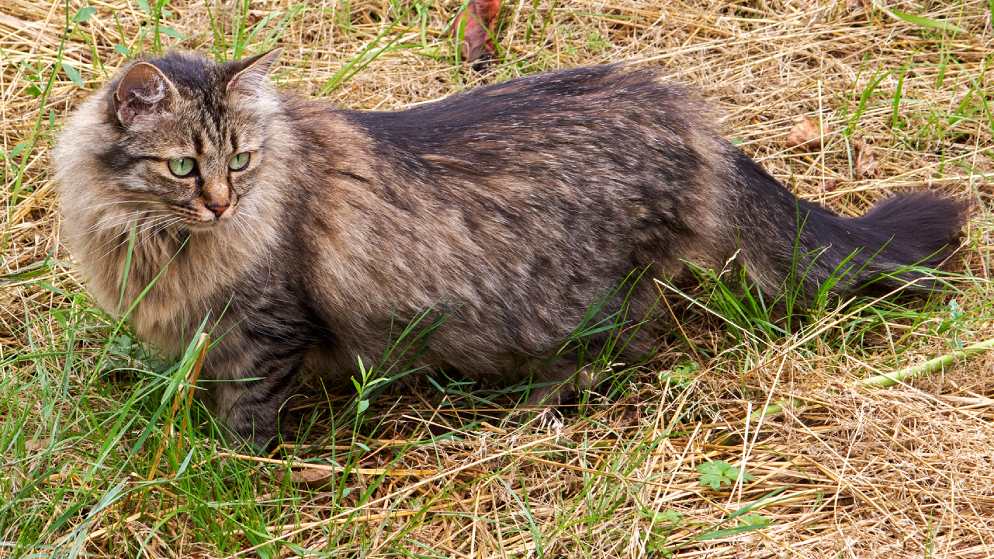 Deutsche Langhaar Katze