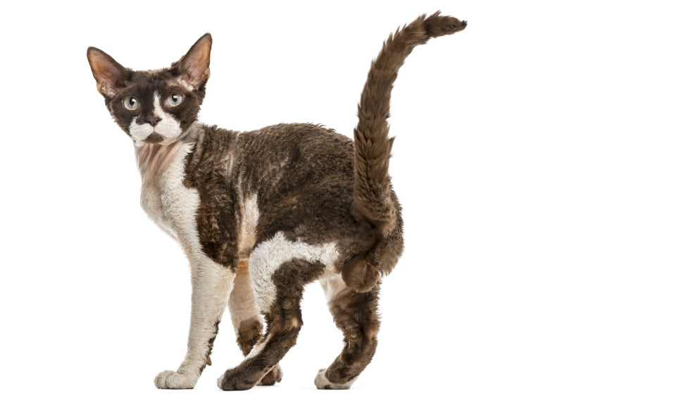 Devon Rex