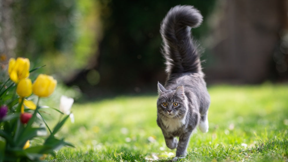 Maine Coon Katze