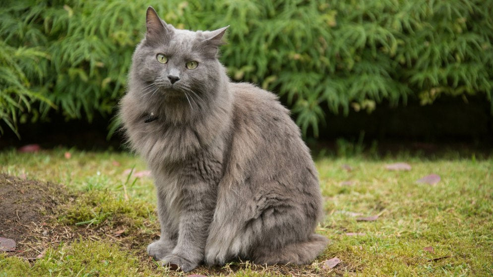 Nebelung Katze