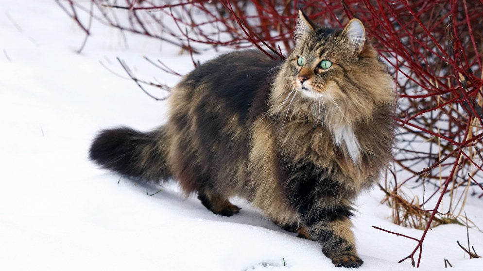 Norwegische Waldkatze