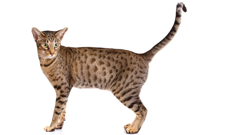 Ocicat