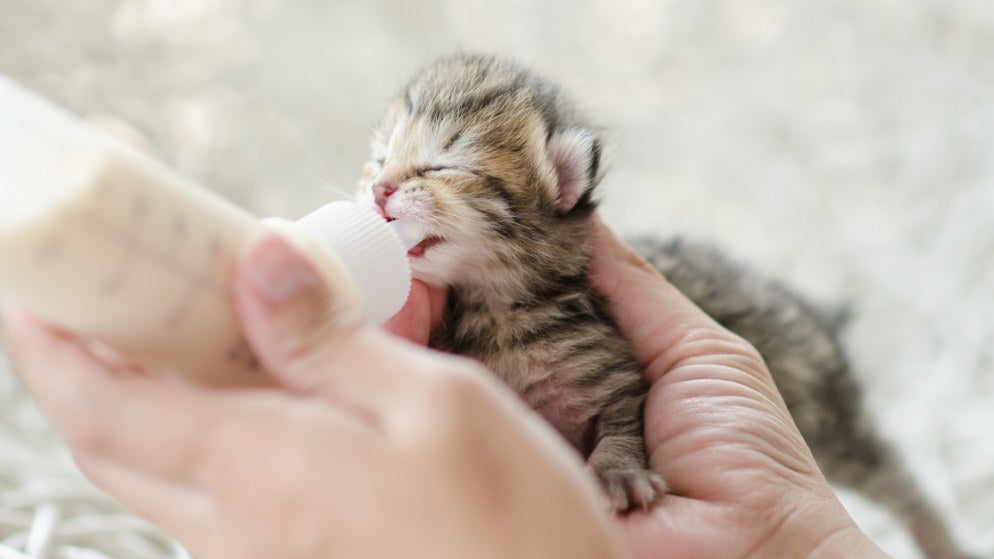 Ein Katzenbaby trinkt Aufzuchtmilch