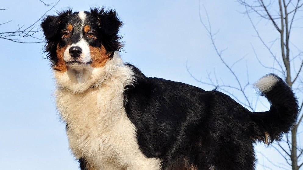 Ein Australian Shepherd