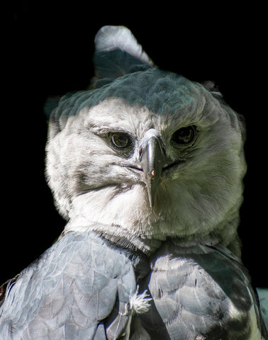 A portrait of a harpy eagle