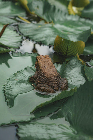 A frog sitting on a half submerged leaf